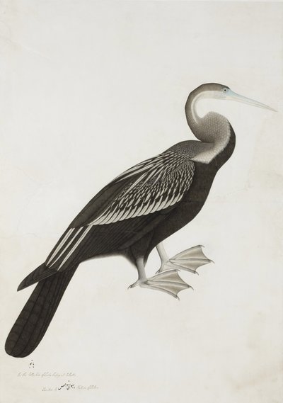 The Indian Darter or Snake-bird (Anhinga melanogaster), c.1780 by Bhawani Das